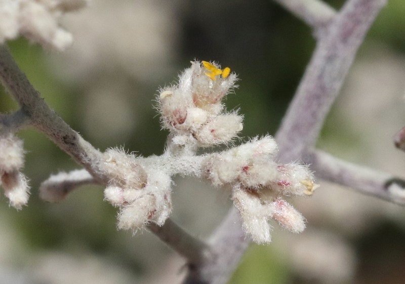 Texas Shrub photo 7
