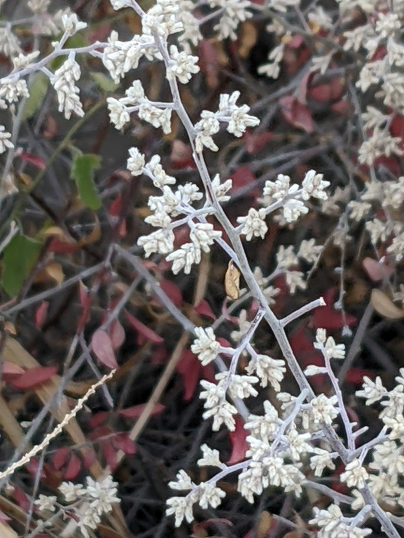 Texas Shrub photo 8