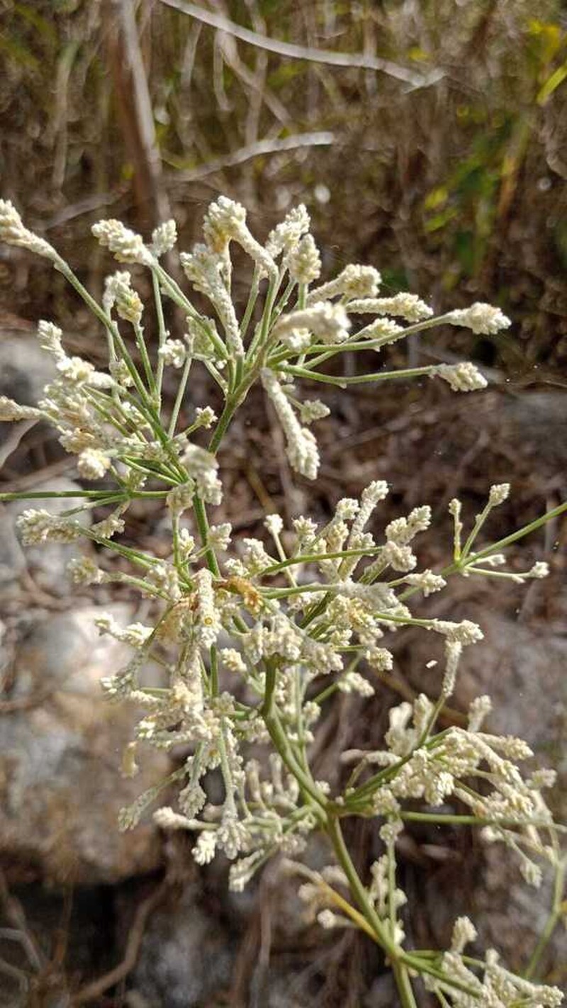 Iresine nigra