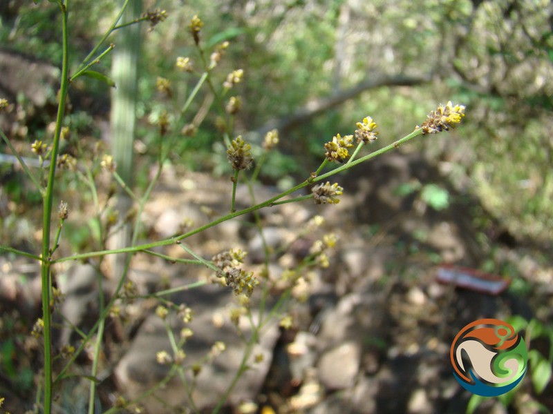 Iresine nigra photo 7