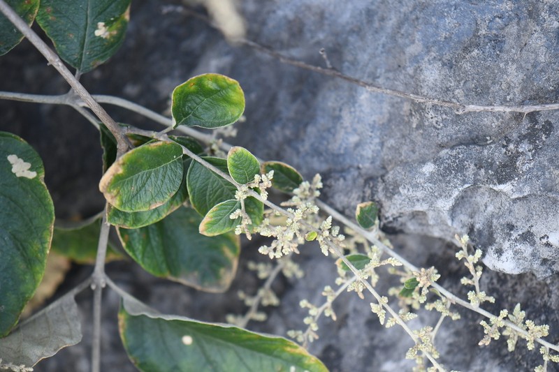 Iresine orientalis