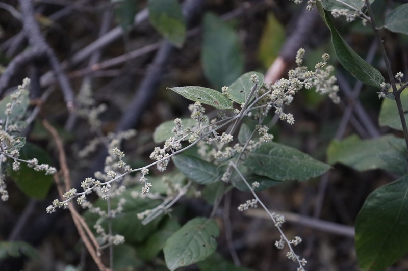 Iresine orientalis photo 2