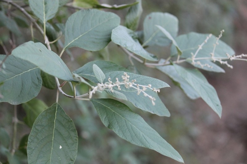 Iresine orientalis photo 3
