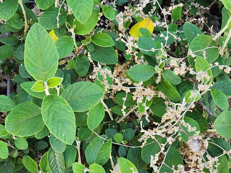 Iresine orientalis photo 4