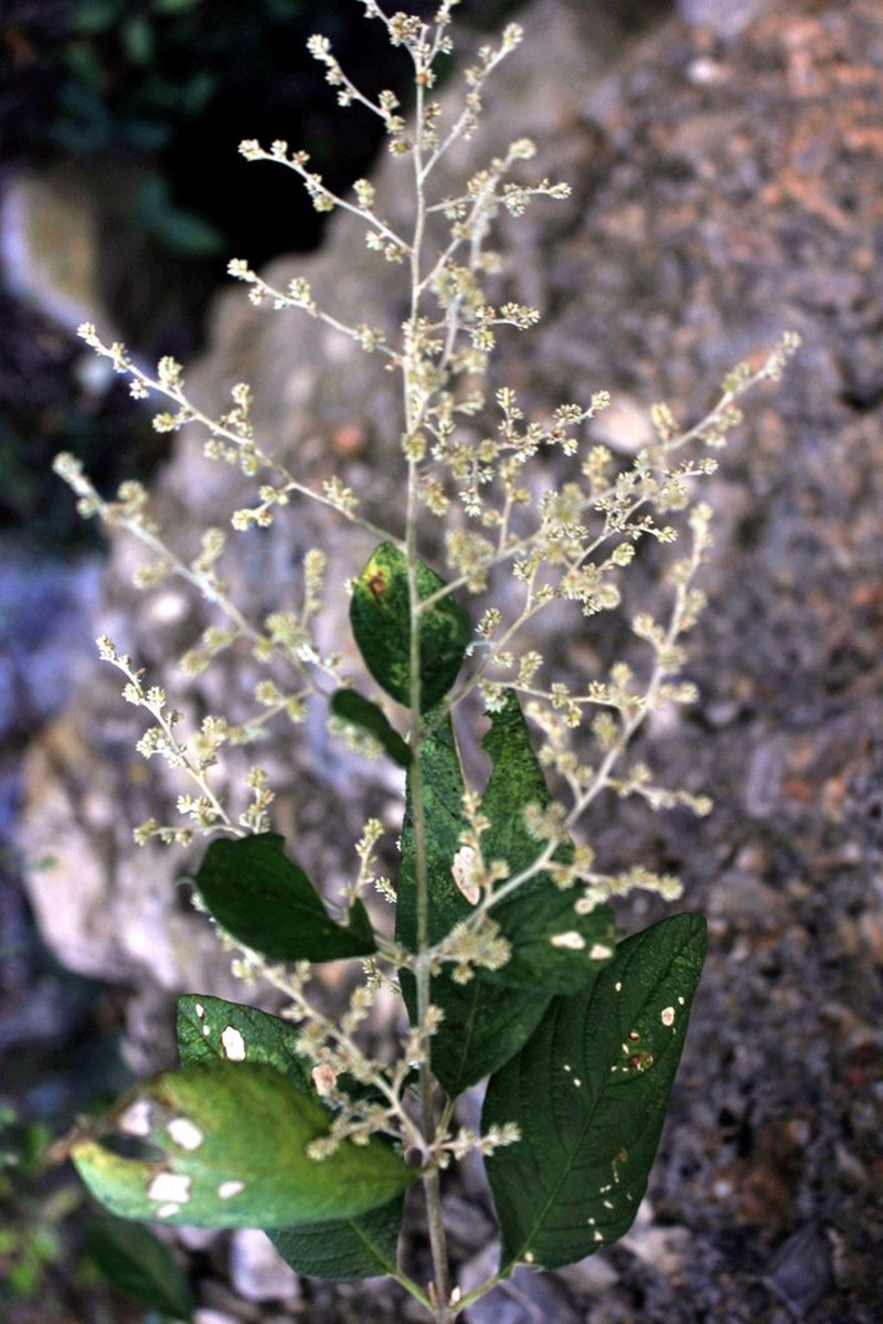 Iresine orientalis photo 5