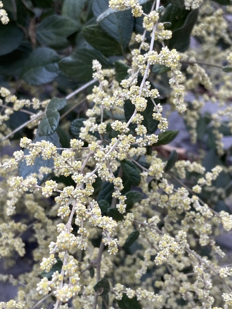 Iresine orientalis photo 6