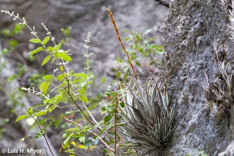 Iresine orientalis photo 7