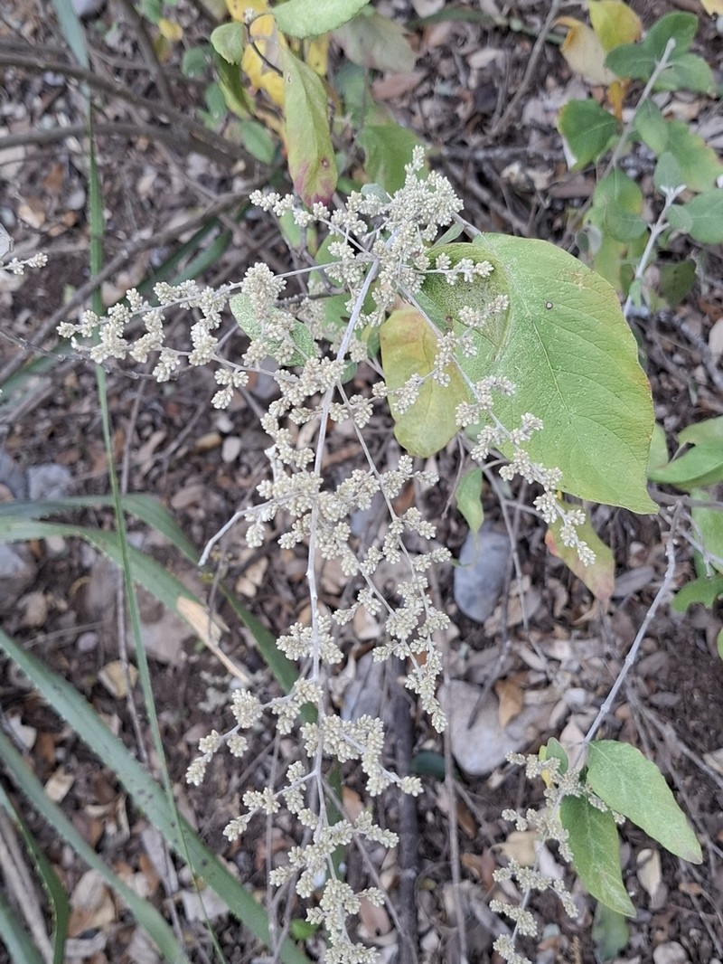 Iresine orientalis photo 8
