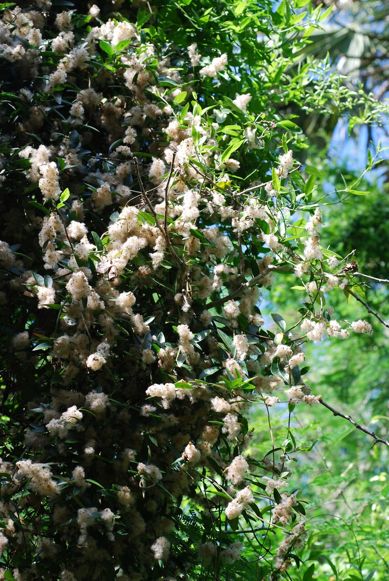 Palmer's Bloodleaf photo 2