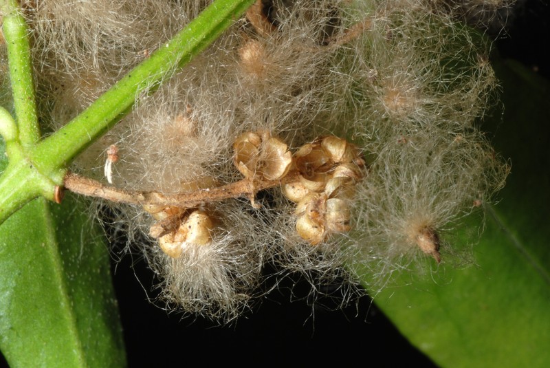 Palmer's Bloodleaf photo 4