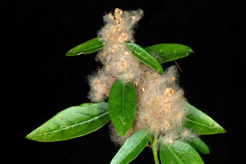 Palmer's Bloodleaf photo 5