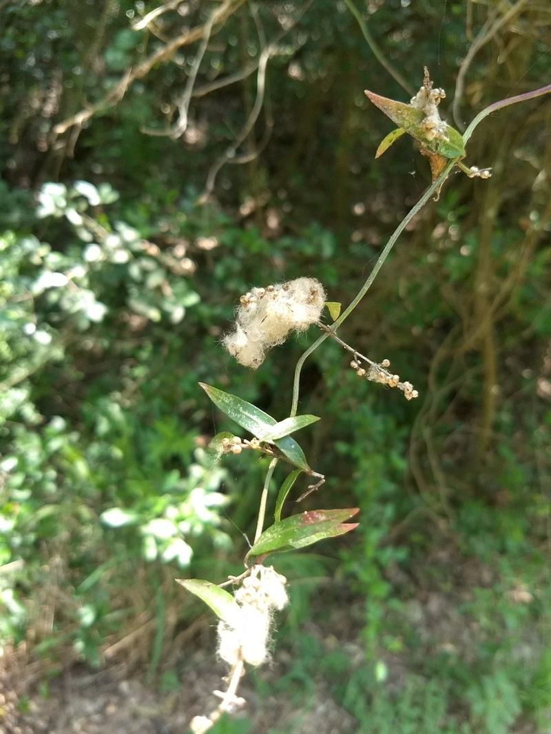 Palmer's Bloodleaf