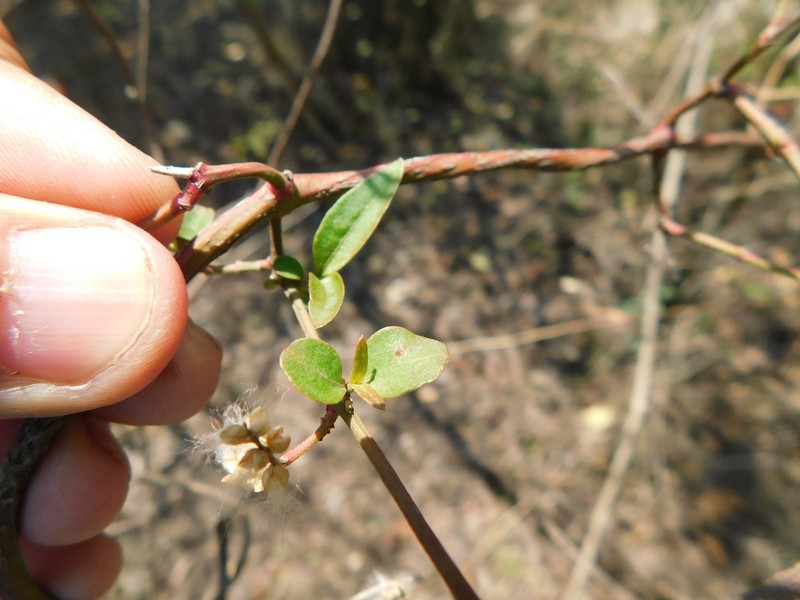 Palmer's Bloodleaf photo 2