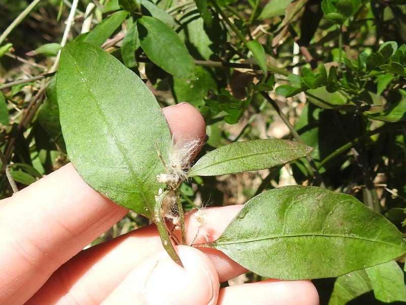 Palmer's Bloodleaf photo 3