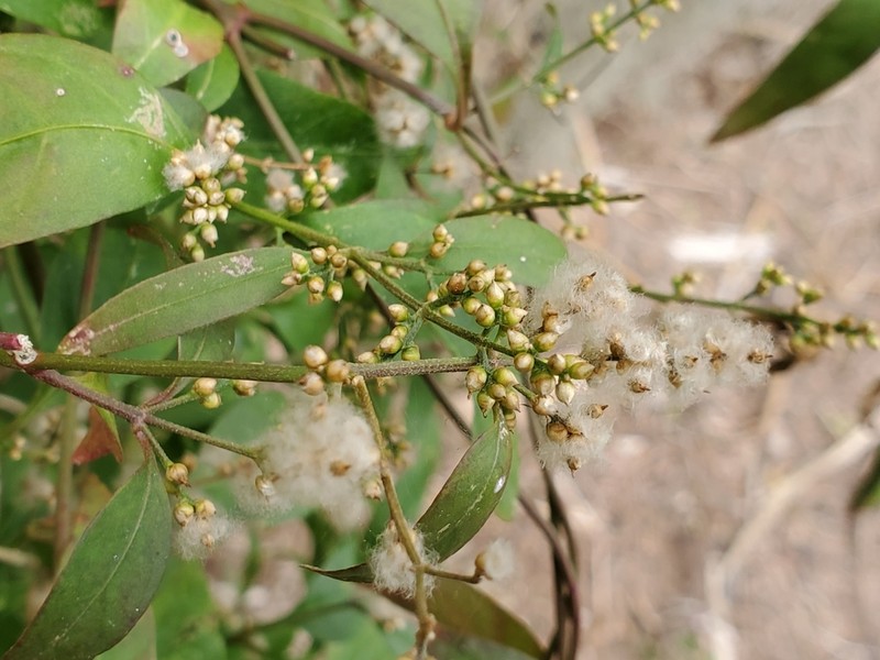Palmer's Bloodleaf photo 4