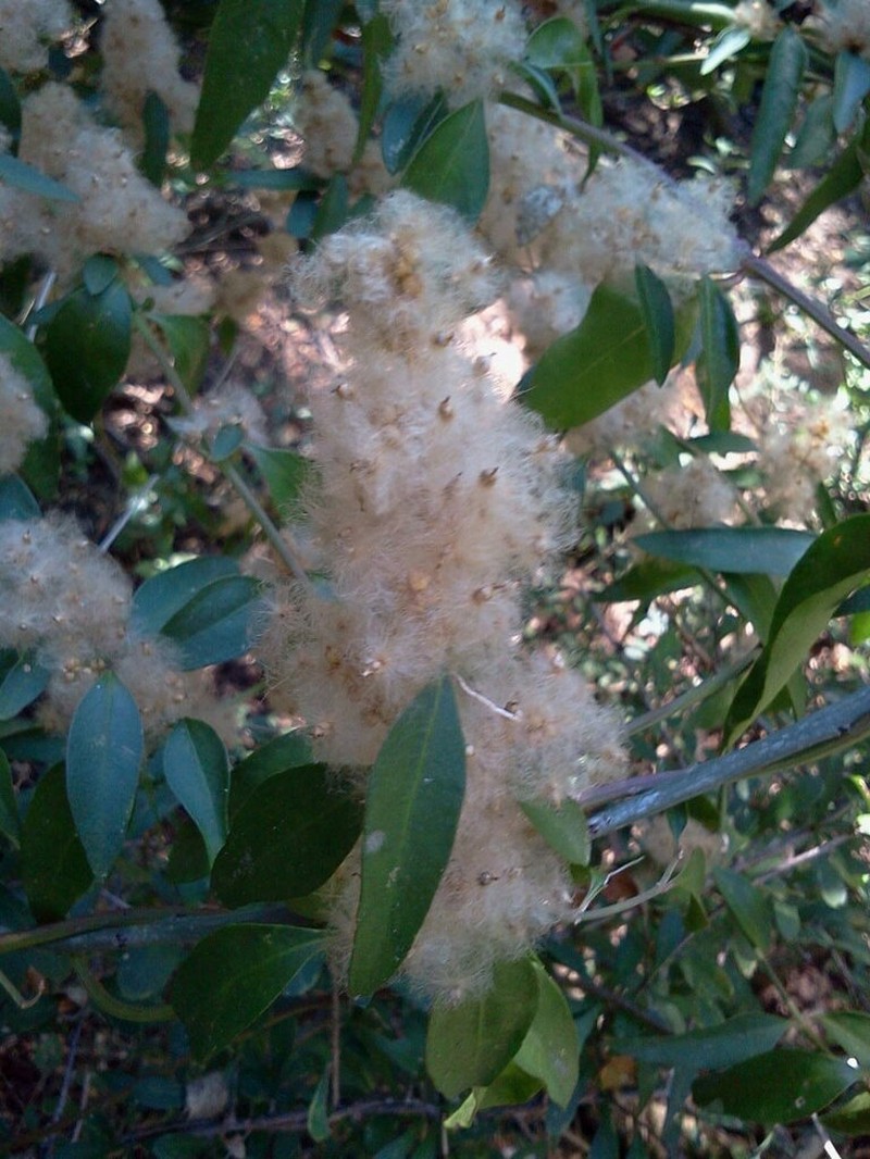 Palmer's Bloodleaf photo 5