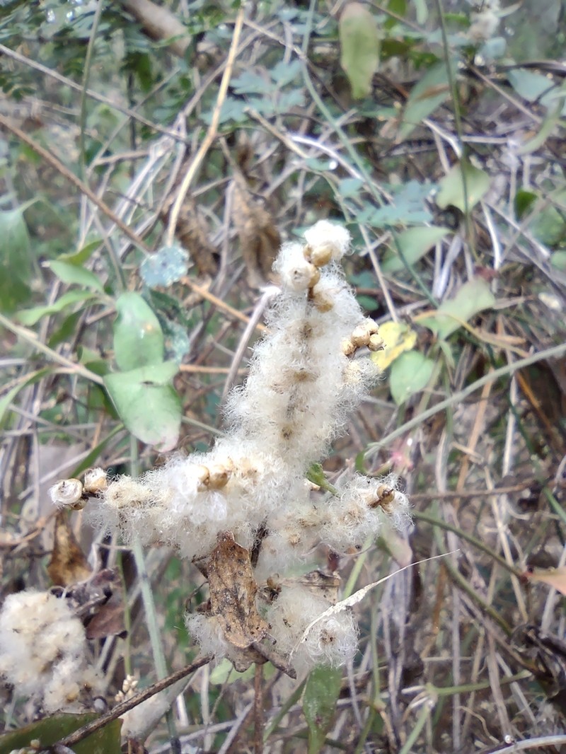 Palmer's Bloodleaf photo 6