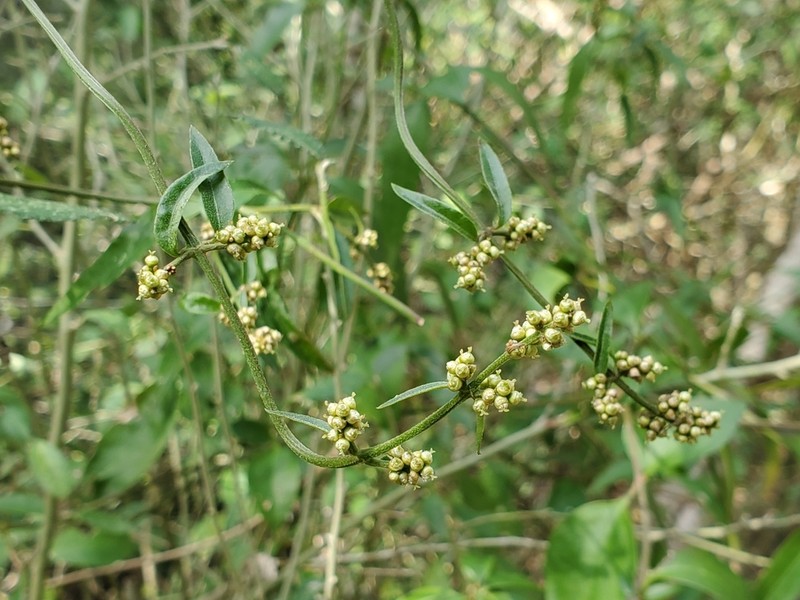 Palmer's Bloodleaf photo 7