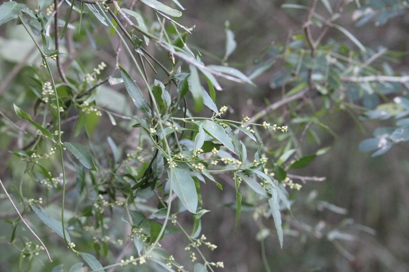 Palmer's Bloodleaf photo 8