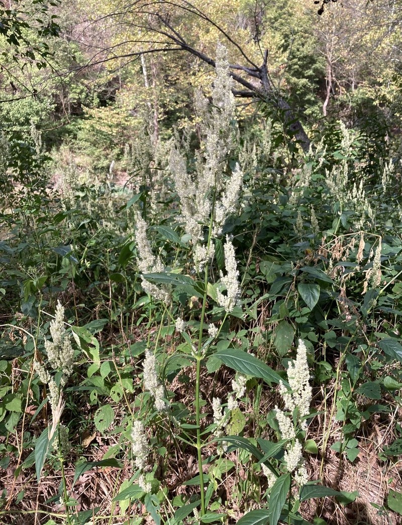 Juda's Bush photo 2