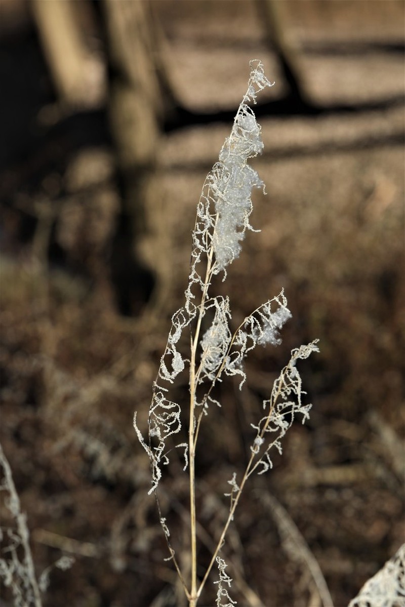 Juda's Bush photo 3