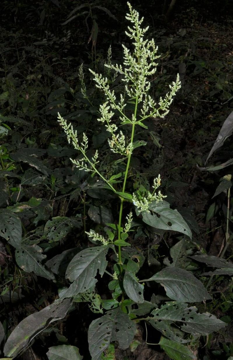 Juda's Bush photo 7