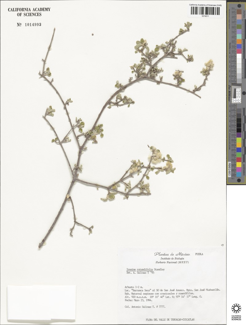 Iresine rotundifolia