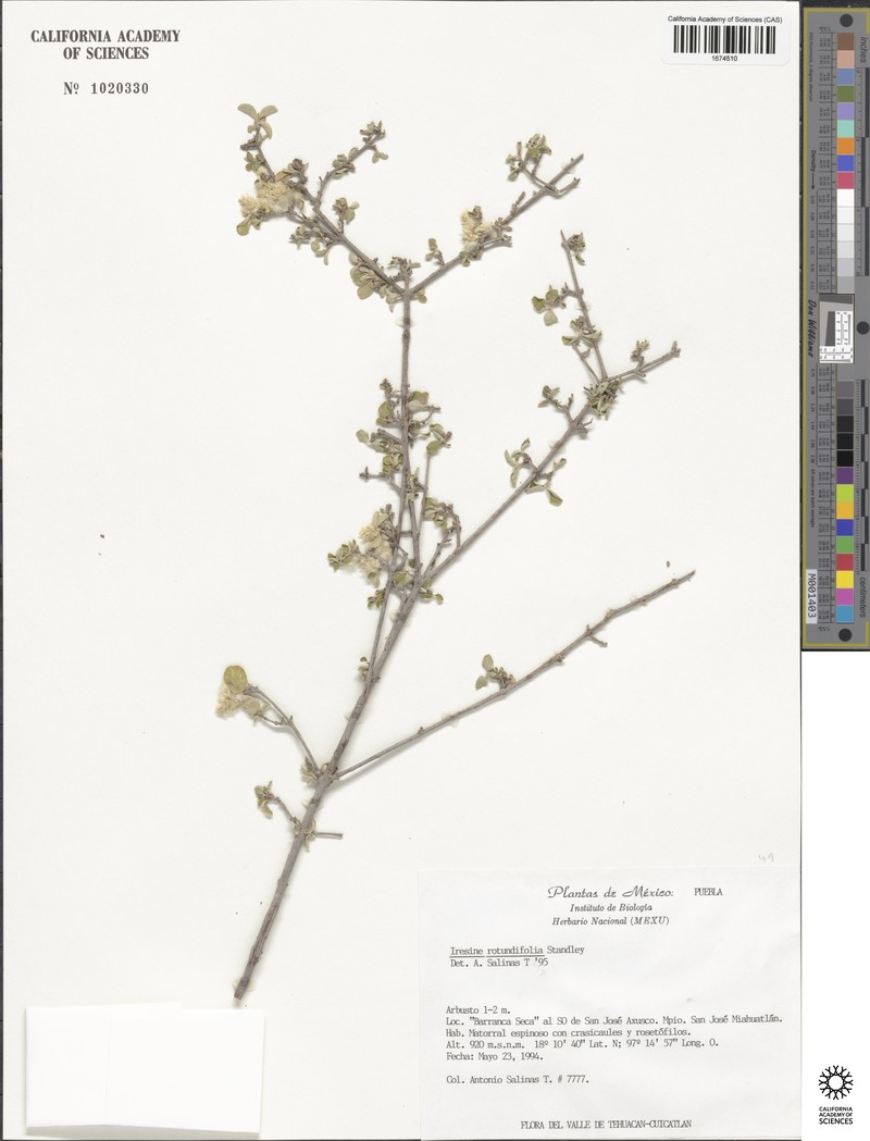 Iresine rotundifolia photo 2