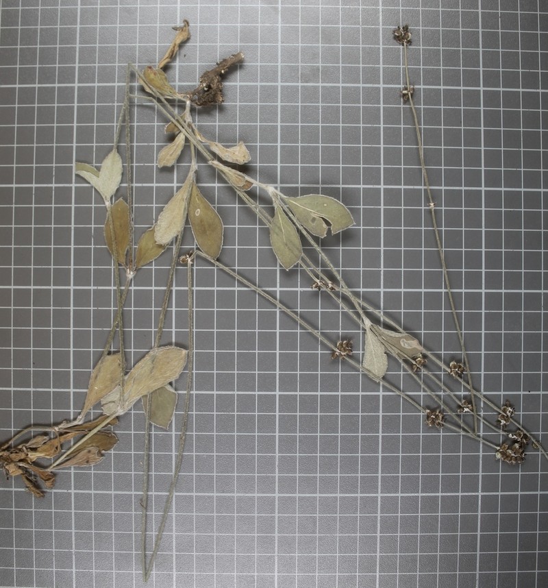 Iresine schaffneri photo 2