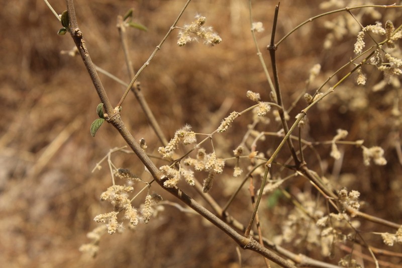 Iresine schaffneri photo 3