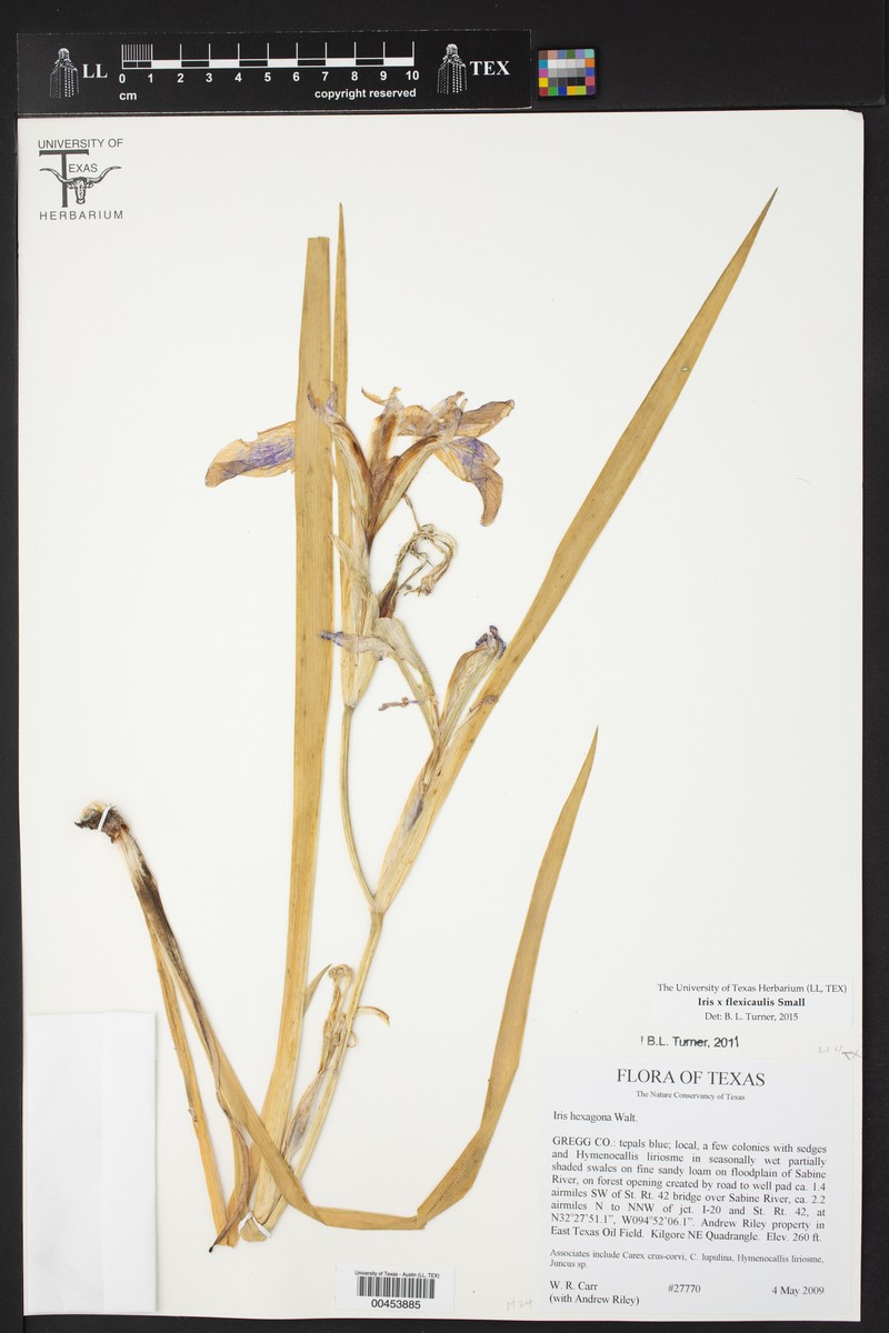 Iris × flexicaulis photo 3