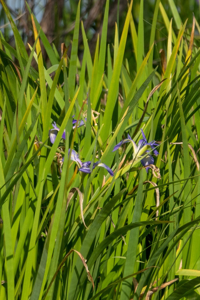 Iris × flexicaulis