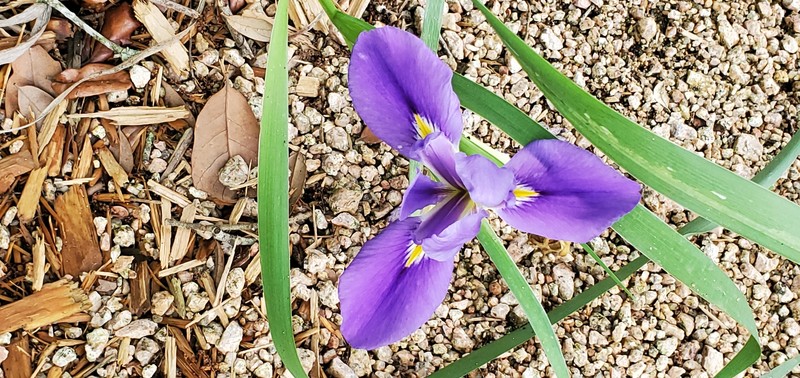 Iris × flexicaulis photo 2