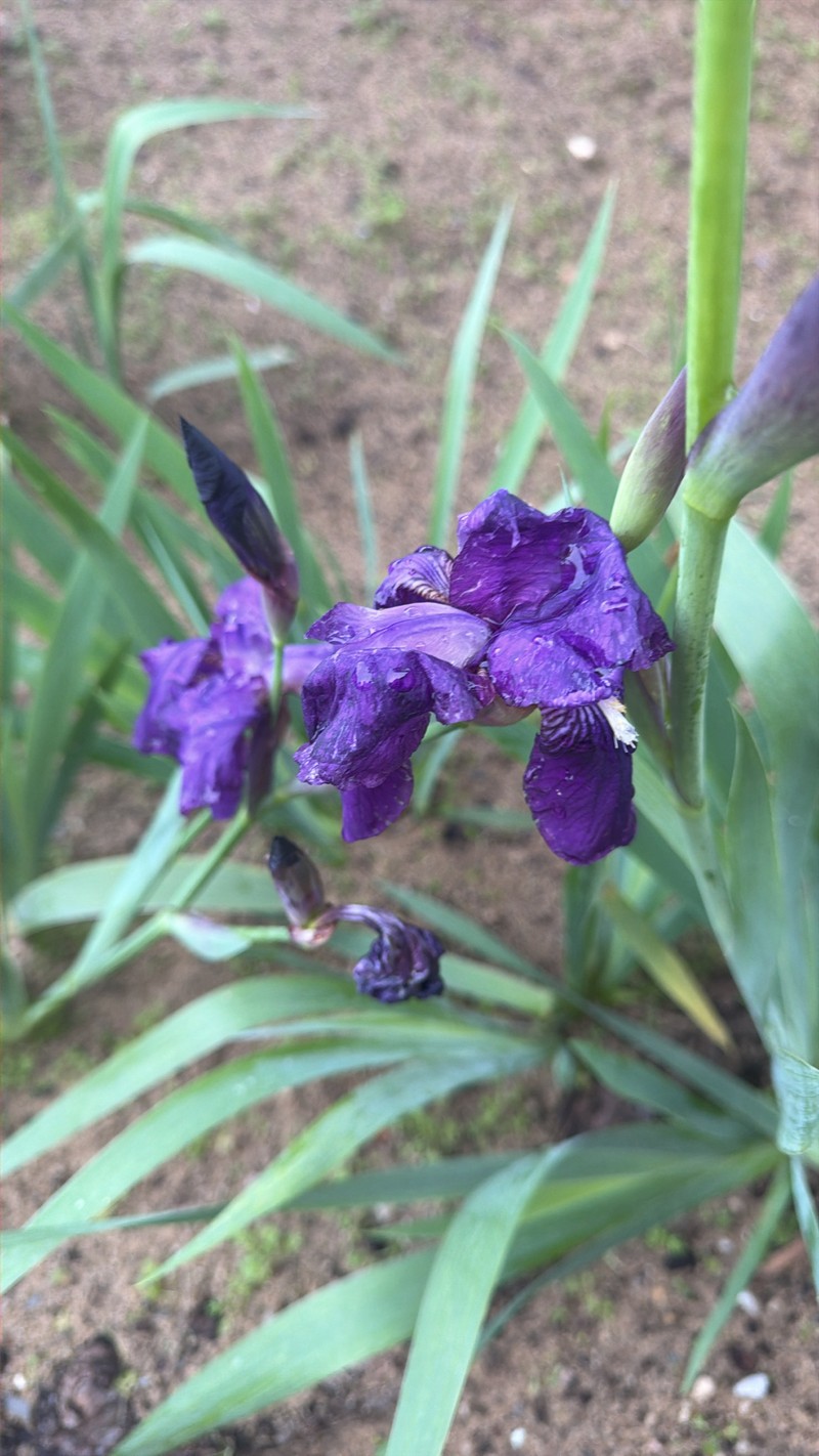 German Iris photo 3