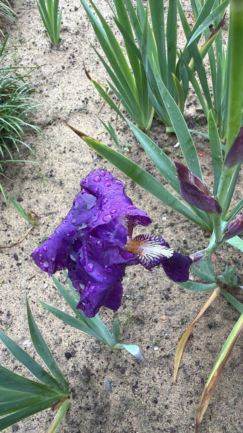 German Iris photo 4