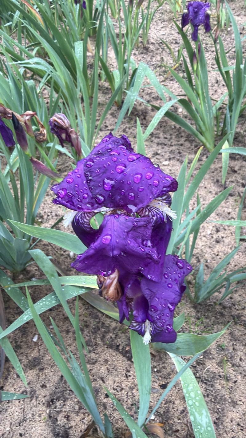 German Iris photo 5
