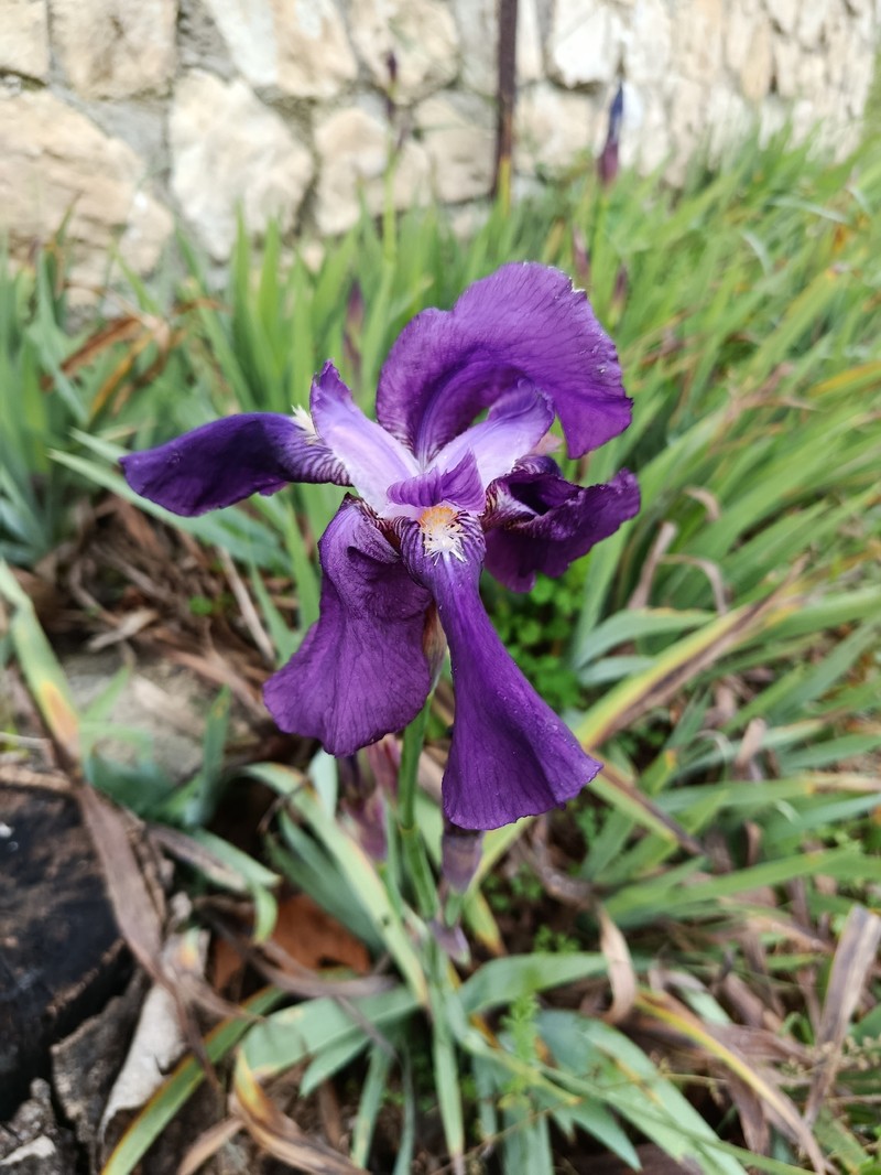 German Iris photo 6