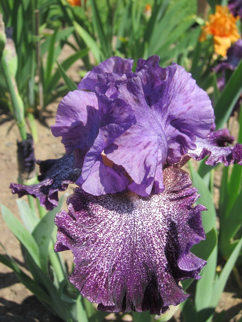 German Iris photo 7