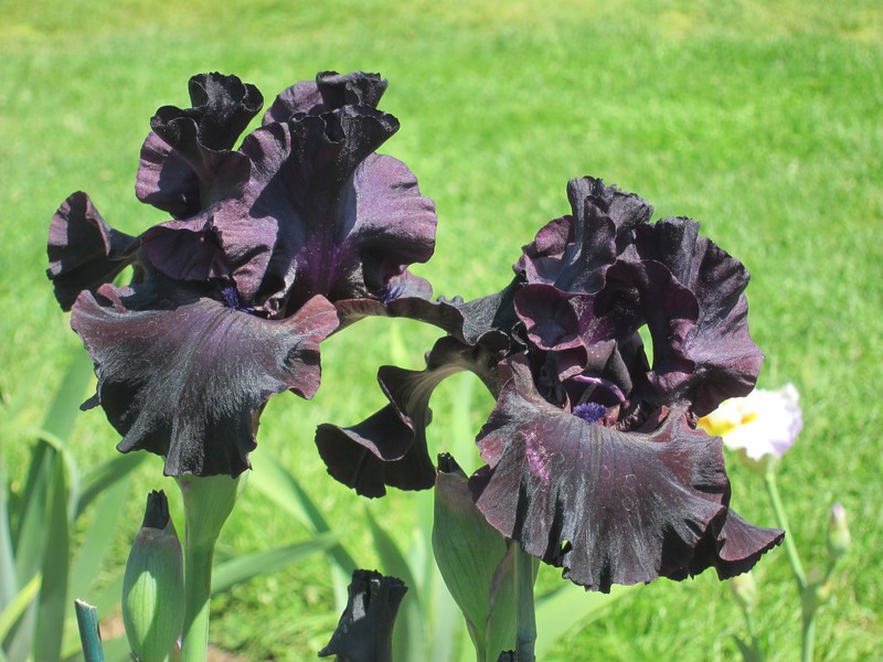 German Iris photo 8
