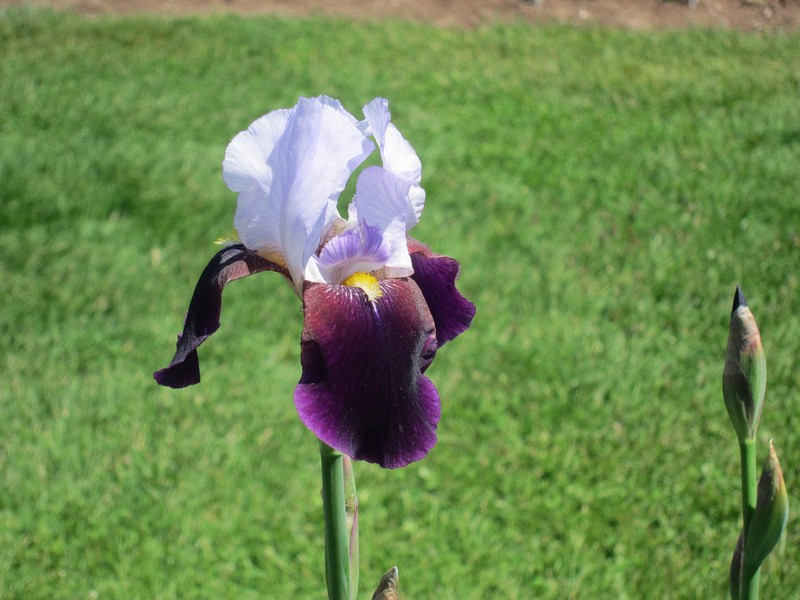 German Iris photo 9