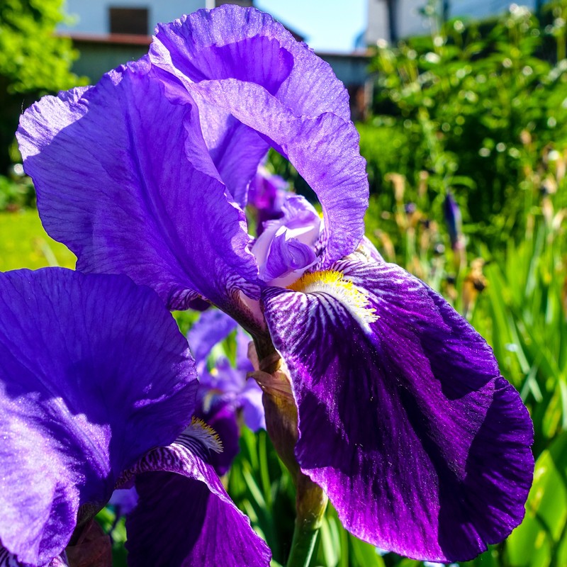 German Iris
