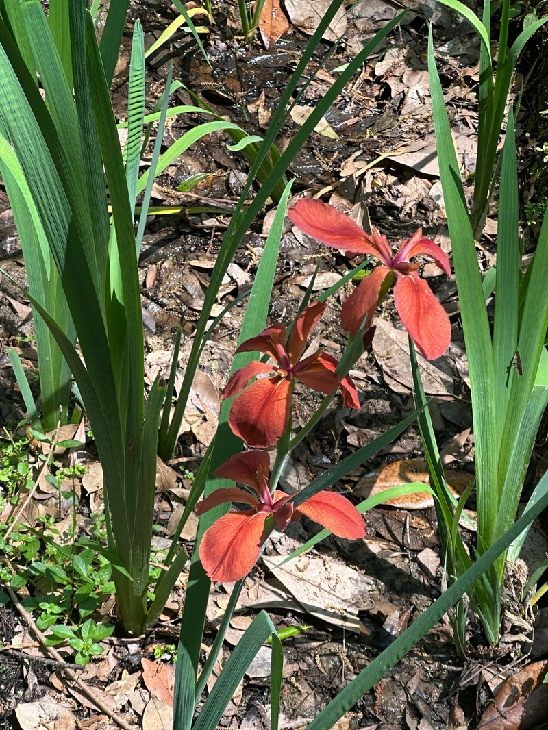 Abbeville Iris