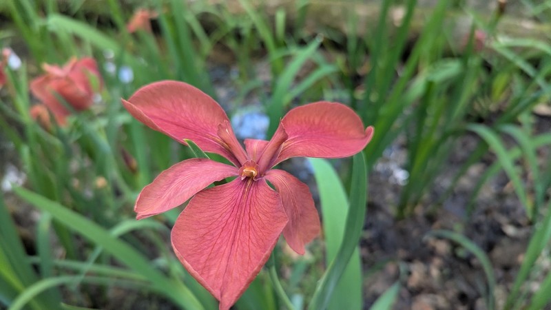 Abbeville Iris photo 2