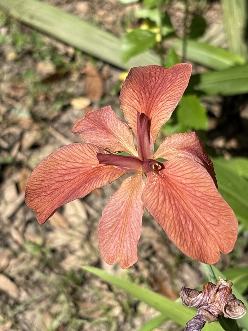 Abbeville Iris photo 3