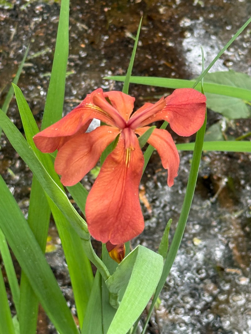 Abbeville Iris photo 4