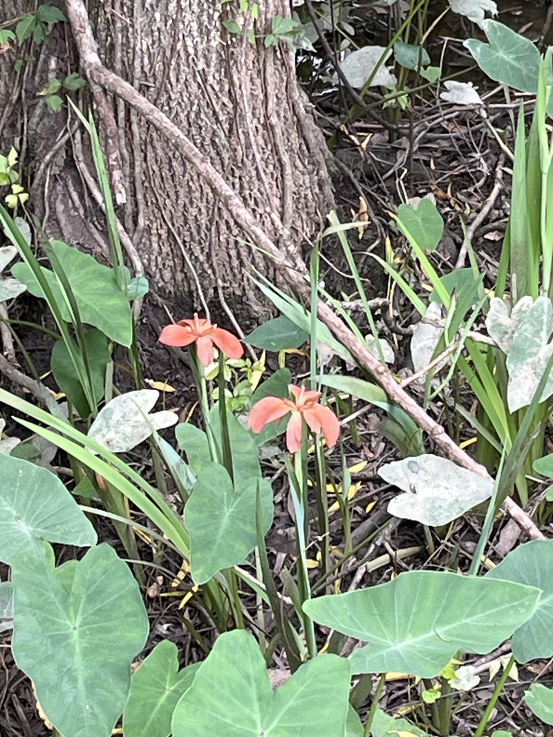 Abbeville Iris photo 5