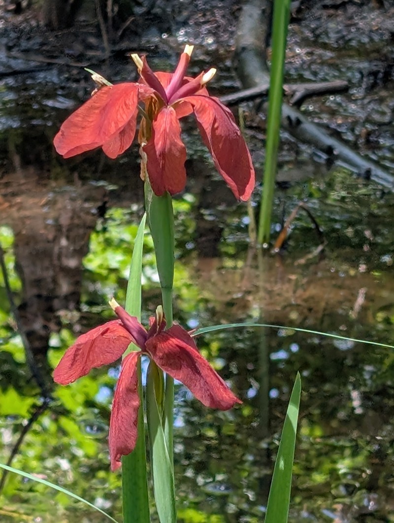 Abbeville Iris photo 6