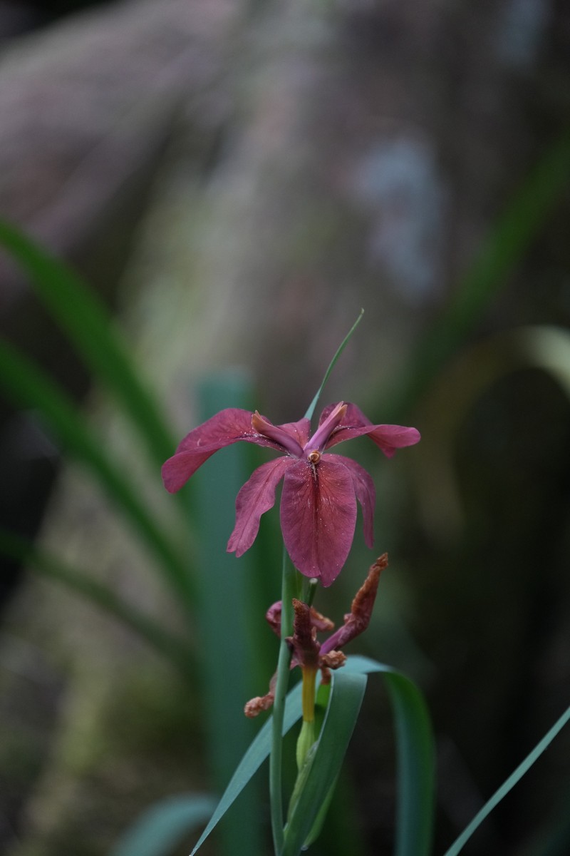 Abbeville Iris photo 7
