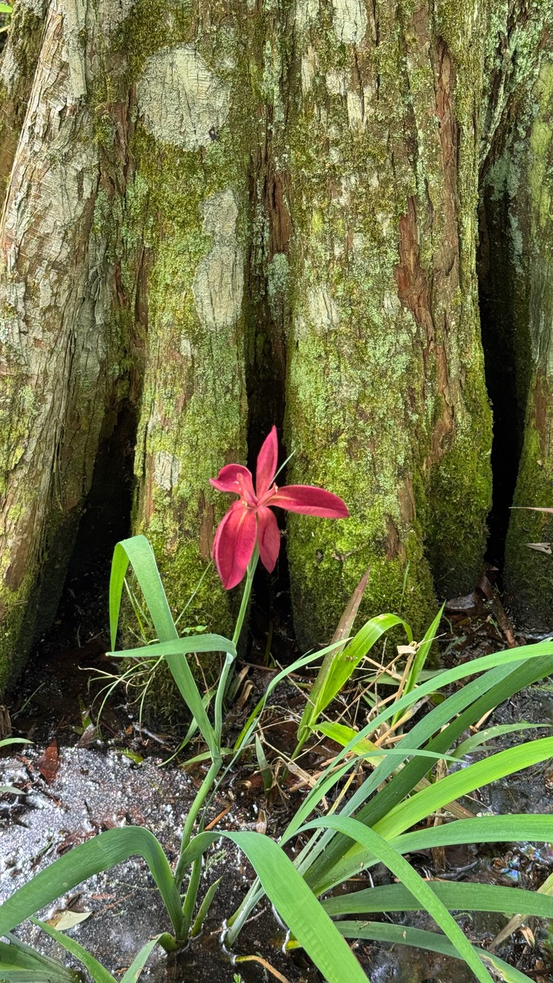 Abbeville Iris photo 8