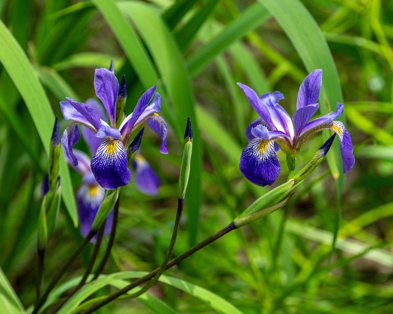 Iris